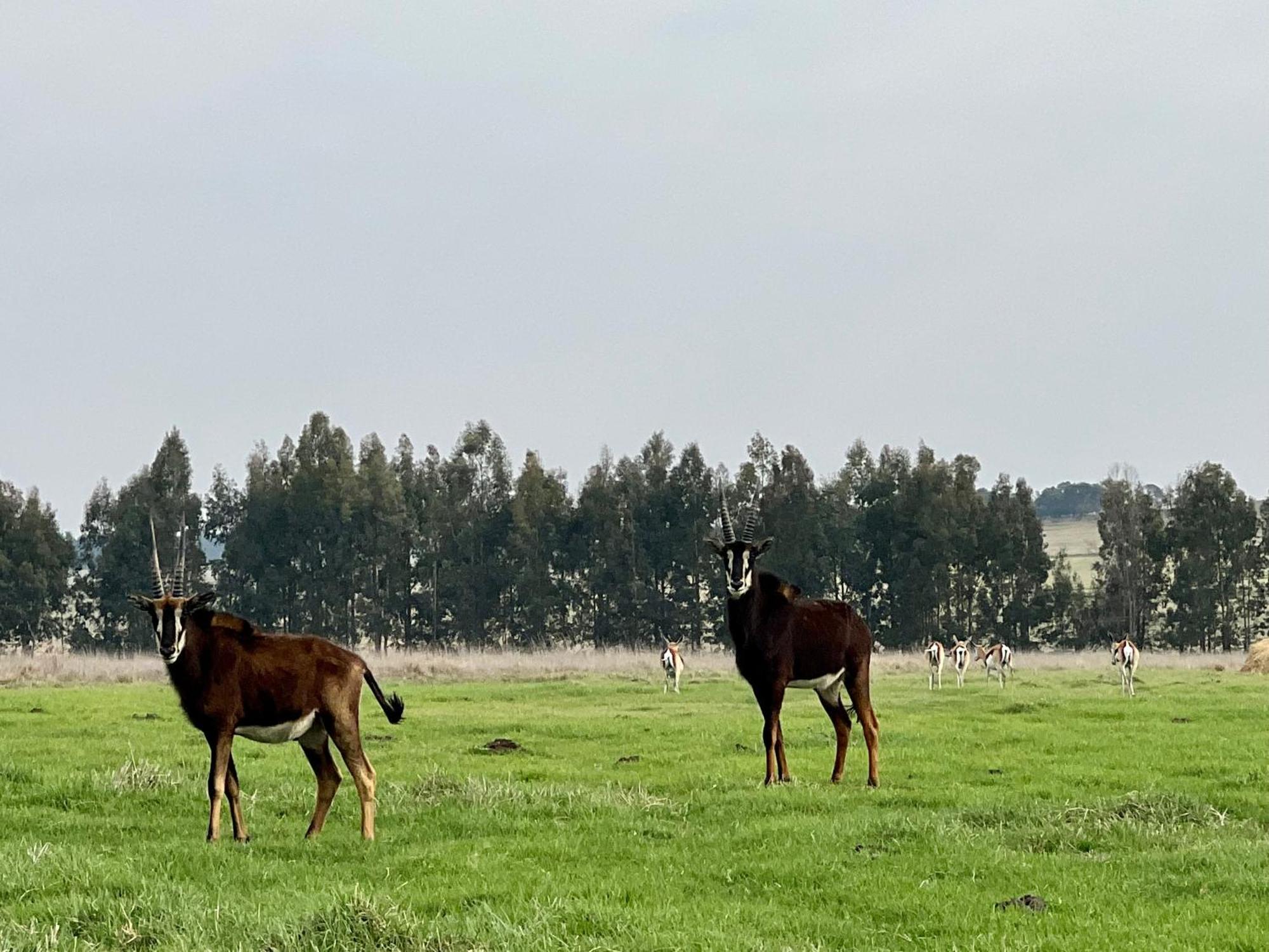 Merino Stal Guest Farm إرميلو المظهر الخارجي الصورة