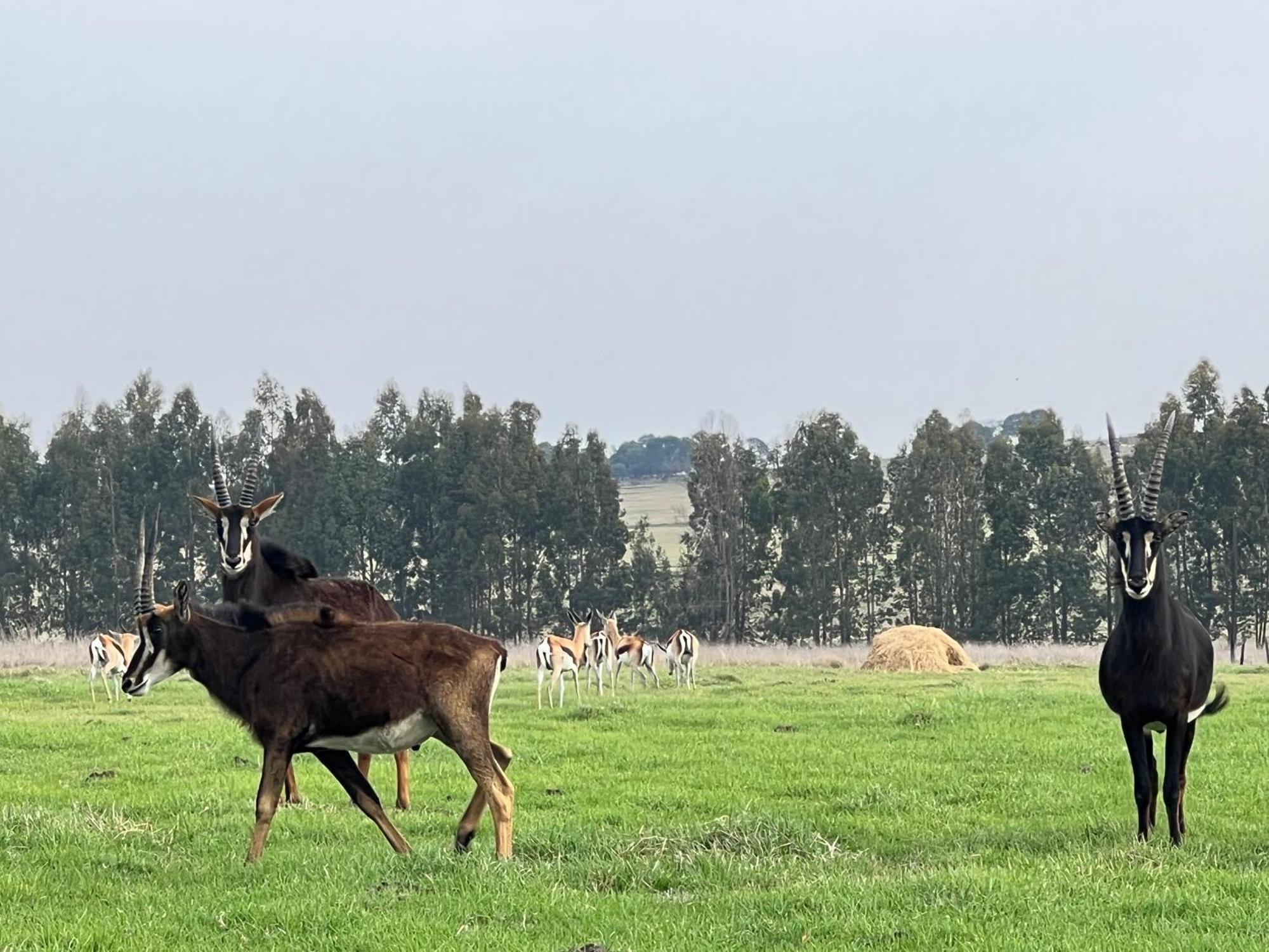 Merino Stal Guest Farm إرميلو المظهر الخارجي الصورة